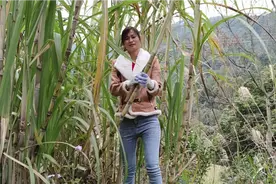 八桂巧妹砍了两根甘蔗，堂婶拿一节吃都说好甜 ，明年要多种一点