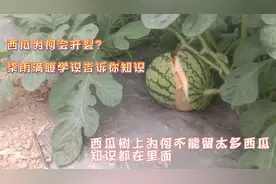 西瓜为何不能留多个瓜?西瓜为何会开裂?柒雨告诉你.知识都在里面视频封面