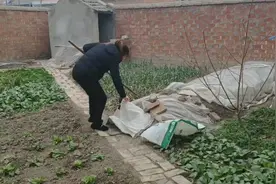 农村地窖简单又实用，冬天不易储存的蔬菜有福啦