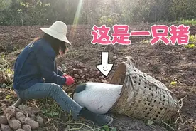 小猪跟主人上山挖红薯，自己刨累了，直接趴在背篓里吃