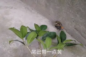 不会飞的小鸟跳进了农民家里，鸟妈妈在附近叫个不停母子情深视频封面