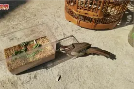 【土画眉鸟】你就是这么吃虫的？还是我喂你吧！