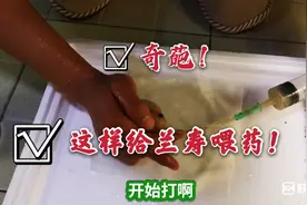 兰寿肠炎腹水，“甲硝锉+土霉素”注射治疗！视频封面