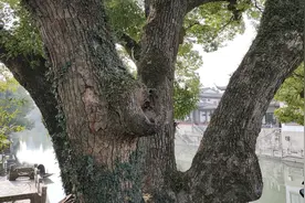 浙江这棵香樟树明朝就有，胸径一米七，三十米高，遮天蔽日真罕见