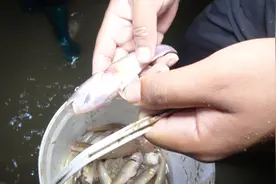 农人川子：带女记者赶海，走到深水区抓鱼，一脚踩晕了一条大鱼！视频封面