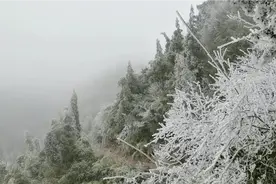 2020年第一场雪，四川原始森林里的冰雪奇缘，令人叹为观止！