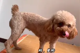 自从养了泰迪狗，吃东西都得藏起来吃，太无奈了