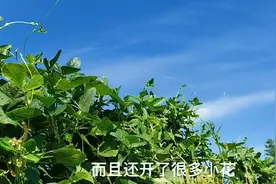 农村长豇豆摘完了不要拔掉，这样修剪再次生长，还省了种子视频封面