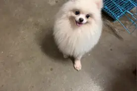 博美犬臃肿的外表下，其实特别灵活，智商还是挺高的小型犬！视频封面