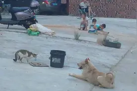 猫与狗的一场生死较量视频封面