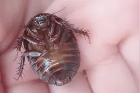这种虫子老家里叫土鳖子，是一种中药材，上山抓几只给闺女玩！视频封面
