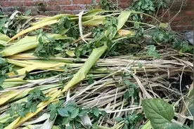 黑姜你们见过吗？去风，补血，这药材效果非常好，有多少人知道呢