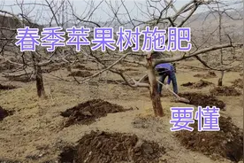 苹果树春季施肥挖沟，有技术含量，这样挖才有效吸收营养