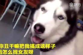 二哈被剃毛后发怒，不让主人摸头还跟主人大吵，最后居然被气哭了