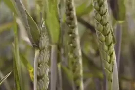 知道小麦什么时候出现在中国的吗？视频封面