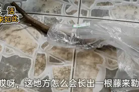 起市买的山药忘记吃了还长了长藤   会不会像土豆那样还能吃吗视频封面