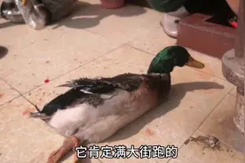 那些汤鸭的趣事：鸭子说我是被你们气死的！视频封面