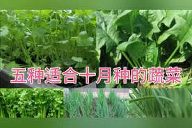 五种适合十月种植的蔬菜，看看你种了吗？现在种还不晚不要错过视频封面