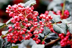 红糖和花椒，作用真的很厉害，10个人有9个喜欢，快来看看吧