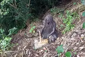 在野外没有水煮饭怎么办？砍断一根水藤里面的水够你煮几斤饭。