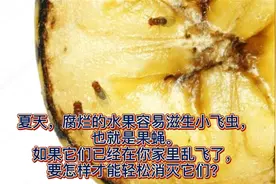 生活小妙招:夏天果皮垃圾易滋生小飞虫,教你轻松简单方法消灭它们