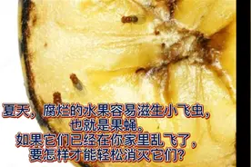 生活小妙招:夏天果皮垃圾易滋生小飞虫,教你轻松简单方法消灭它们