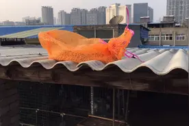 天冷了给鸽子买十斤花生米掺到鸽粮里补补营养，蓝拉后天带环。视频封面