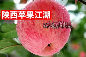 全国四分之一的苹果来自陕西，苹果第一省实力有多强？霸苹世界？视频封面
