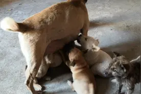狗妈妈产下9只狗崽，美女想伸手抱抱，狗妈妈的反应让人害怕视频封面