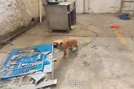 激光厂的小狗见到我居然被吓的小便失禁了，我长得有那么可怕吗视频封面