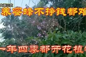 蜂蜜一斤20美刀，柬埔寨养蜜蜂太暴利，365天都开花的蜜源植物视频封面