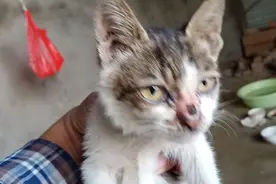 给猫咪吃点土霉素，对治疗拉肚子很有效果！碾碎用牛奶冲服！视频封面