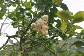 果园日常——好不容易开一朵，为什么要辣手摧花呢？视频封面