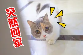出差10天突然回家，猫会有什么反应？结局泪目了！