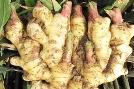 经常吃生姜，会对身体带来什么变化？和你想象的不太一样