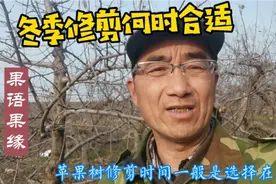 烟台苹果树叶已落完，冬季修剪早剪好还是晚剪好，该如何选择呢？视频封面