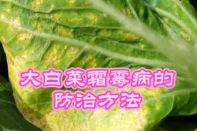 又到秋季大白菜霜霉病高发期，老人的经验科学又实用视频封面