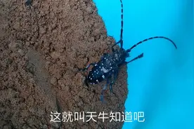 一岁半宝宝和昆虫天牛第一次接触，为啥一直喂天牛吃土？