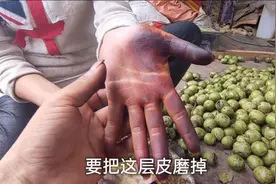 网友说核桃皮可以吃，但是手都被核桃皮糟蹋成这样，谁还敢吃呢！