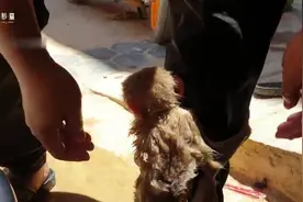 救助两只被捆绑在纸箱里的猴子，我们把猴子带回家，它们极度惊恐视频封面