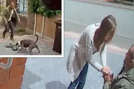 宠物猫被两只斗牛犬“撕碎”，狗主人深感愧疚，直接上门下跪道歉