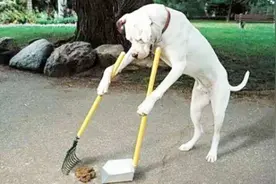 被狗追时，为什么只要一蹲下它就会被吓跑？为了安全学起来！