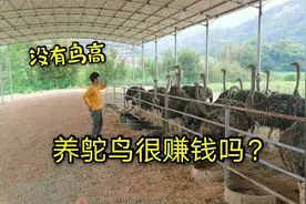 探访广西柳州鸵鸟养殖场，疫情之下今年会不会亏得血本无归？视频封面