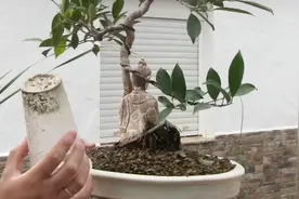 辛苦把佛像与盆栽结合，为何要罩住？表示看不懂视频封面