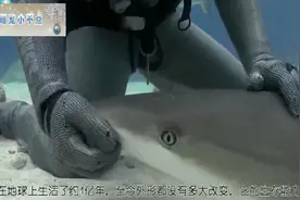 渔夫挽救了一条鲨鱼，没想到鲨鱼居然用这种方式报恩，让人惊讶！