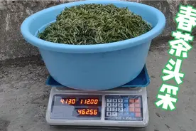 春茶开采价格比去年贵一倍，茶农一天收入500元，笑的合不拢嘴了视频封面