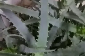 木立芦荟净化空气抗辐射！美闪闪亮视频封面