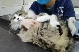 给猫咪洗牙是怎样的？视频封面