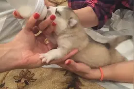 刚出生没几天的哈士奇，眯着眼急促地喝奶，一看就是拆家的料啊