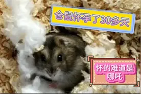 仓鼠怀孕30多天了，还没有生崽崽，难道怀的是哪吒视频封面